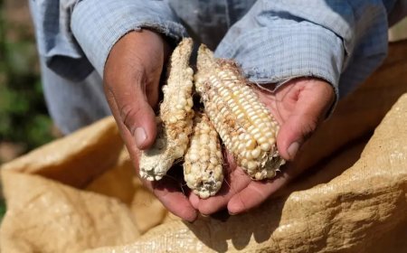 Food Insecurity: Nigeria Still Of High Concern-World Bank