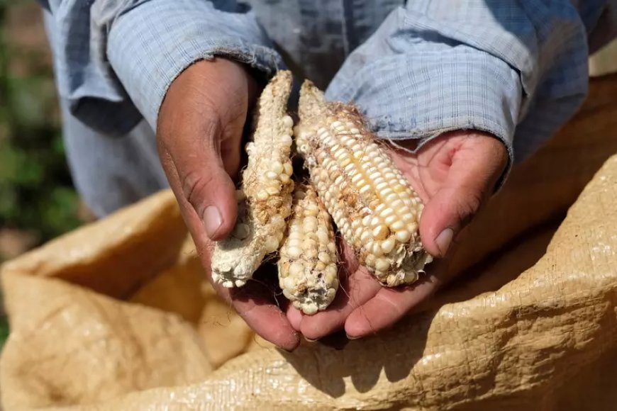 Food Insecurity: Nigeria Still Of High Concern-World Bank