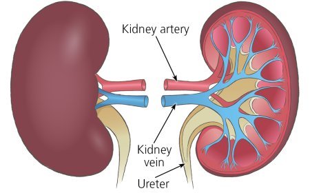Alliance Hospital Debunks Wild Allegations of Kidney Harvesting