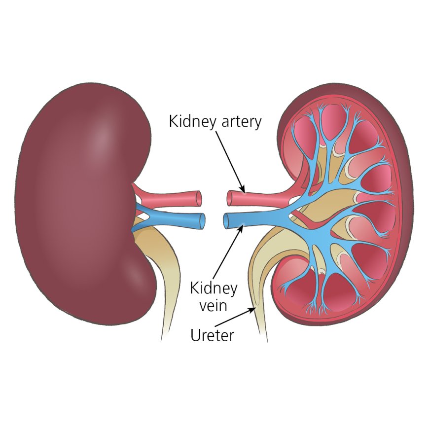Alliance Hospital Debunks Wild Allegations of Kidney Harvesting