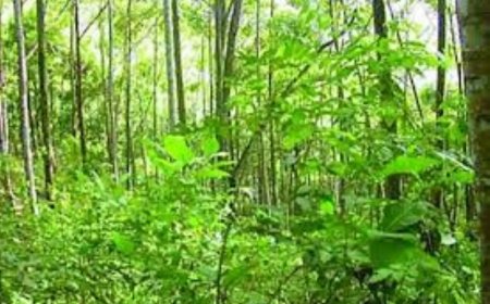 Climate change: N60bn committed to execute Green Projects in 2024 – FG