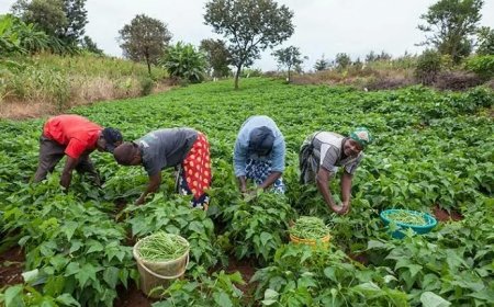 Smallholder farmers backbone of Nigeria’s agricultural sector – FG