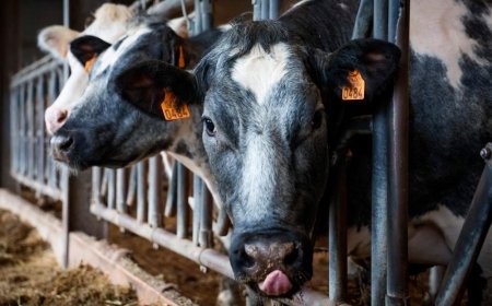 US reports fourth human case of bird flu linked to cows