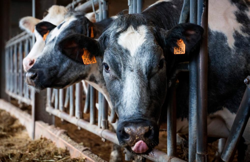 US reports fourth human case of bird flu linked to cows