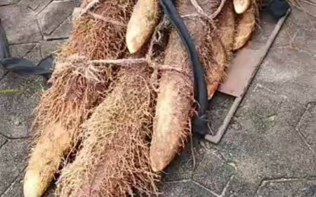 Anambra Farmer Wins N.5m for Harvesting Heaviest Yam