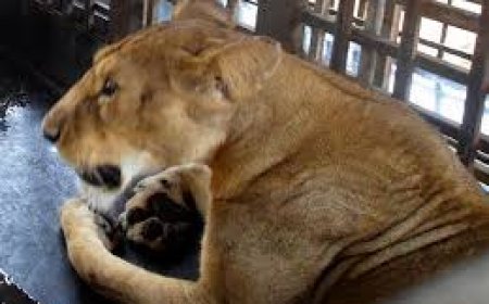 Obasanjo's Lion Kills His Presidential Library Zoo Worker