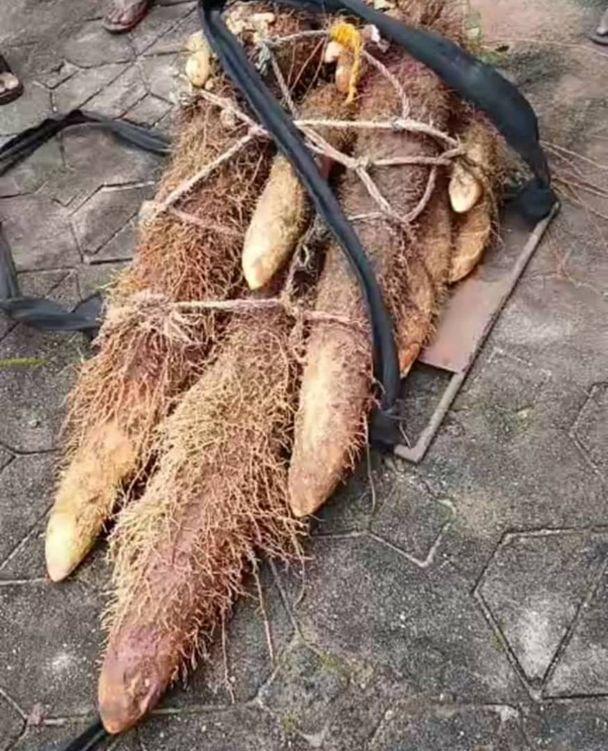 Anambra Farmer Wins N.5m for Harvesting Heaviest Yam