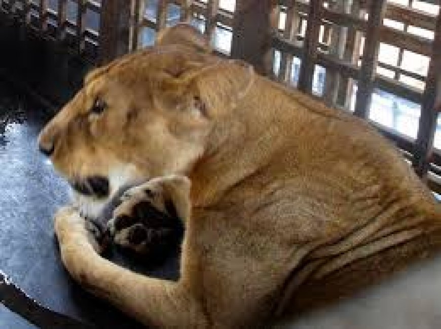 Obasanjo's Lion Kills His Presidential Library Zoo Worker