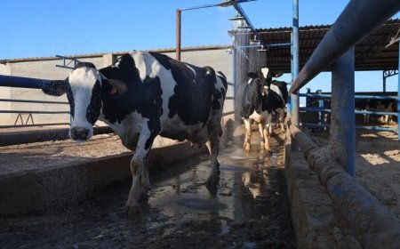 Cattle disease wreaks havoc in Libya