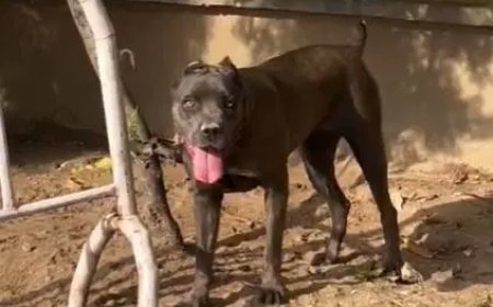 Guard’s death: Lagos police detain dog owner, confiscate 3 dogs