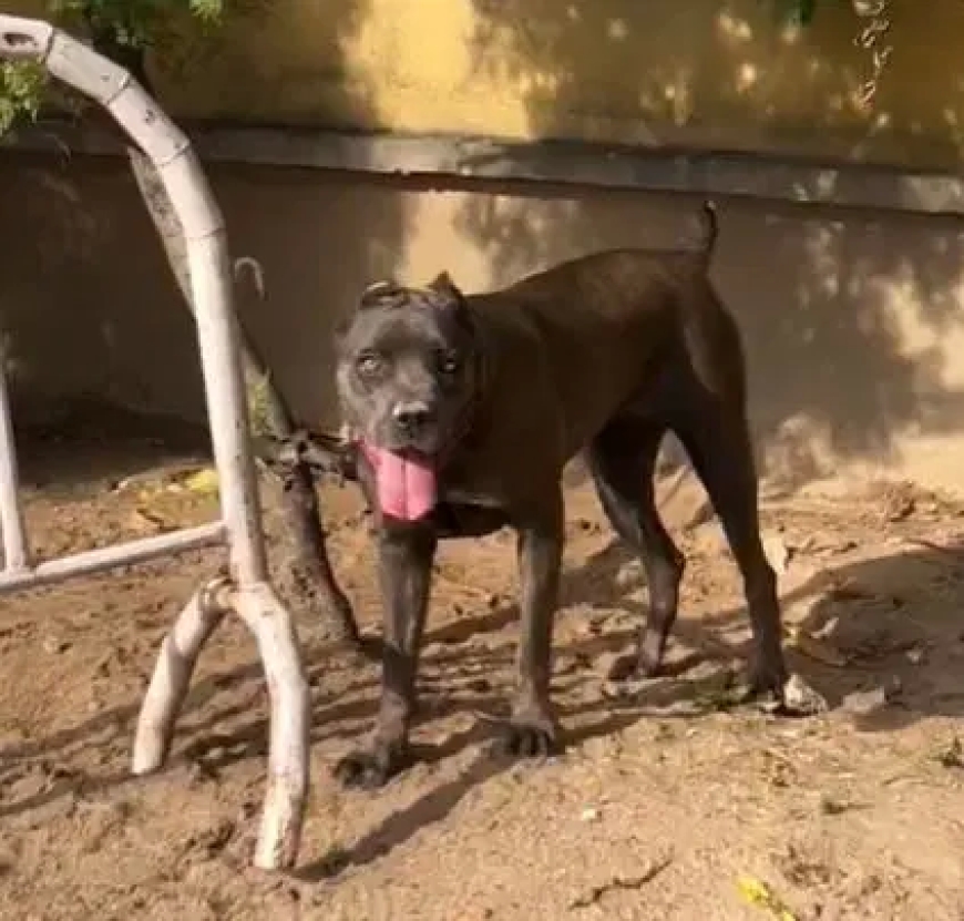 Guard’s death: Lagos police detain dog owner, confiscate 3 dogs