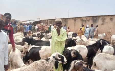 Sallah: Ram dealers complain of low patronage amid short supply