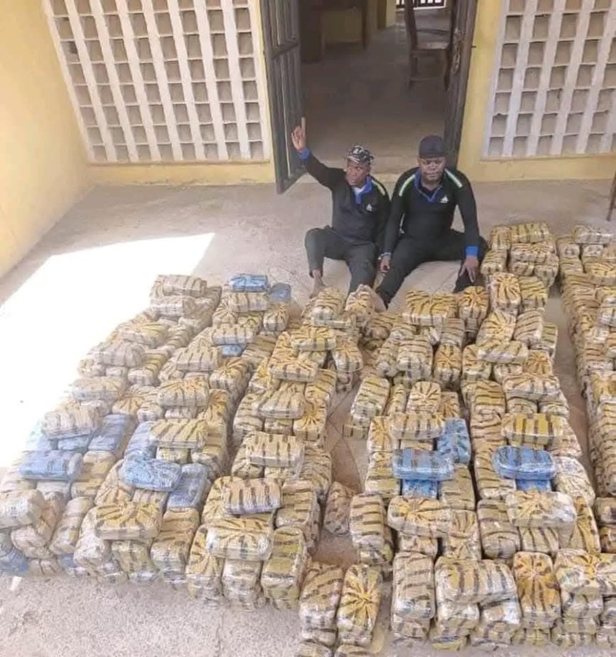 Troops Bust Drug Syndicate, Arrest Fake Police Officers with Two Cannabis-Laden  Hilux Vans in Taraba